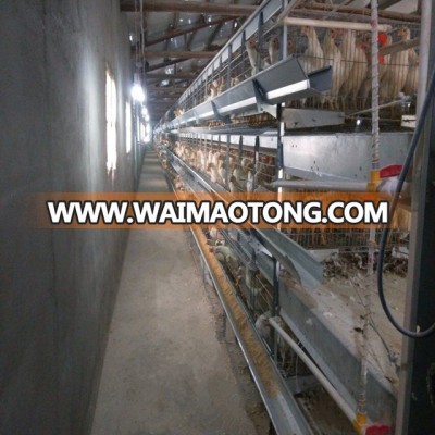 Poultry cage for broiler chicken